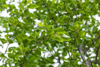 Ostrya carpinifolia meerstammig 250-300