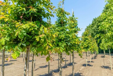 Parrotia persica hoogstam