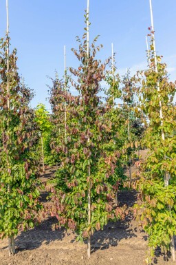 Parrotia persica beveerd 8/10