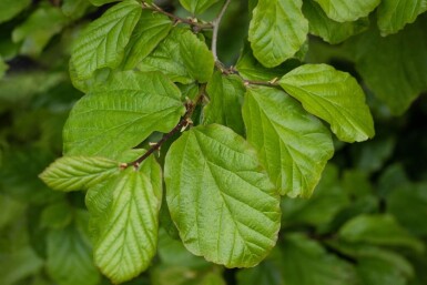 Parrotia persica beveerd 8/10