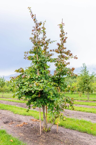 Parrotia persica meerstammig 200-250