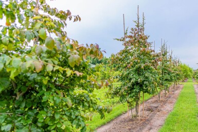 Parrotia persica meerstammig 200-250