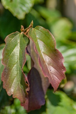 Parrotia persica meerstammig 200-250