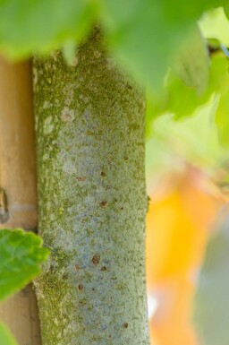Parrotia persica meerstammig 200-250