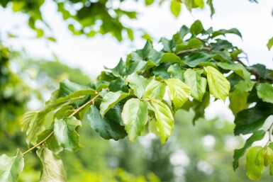 Parrotia persica meerstammig 200-250