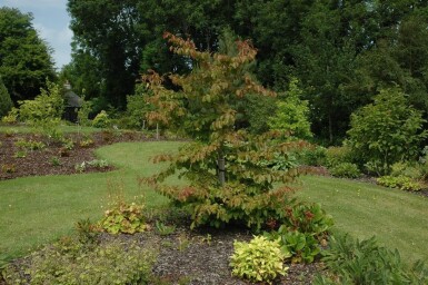 Parrotia persica meerstammig 200-250