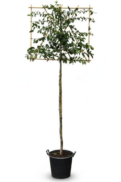 Parrotia persica leiboom 10/12 200cm stam 150b x 120h