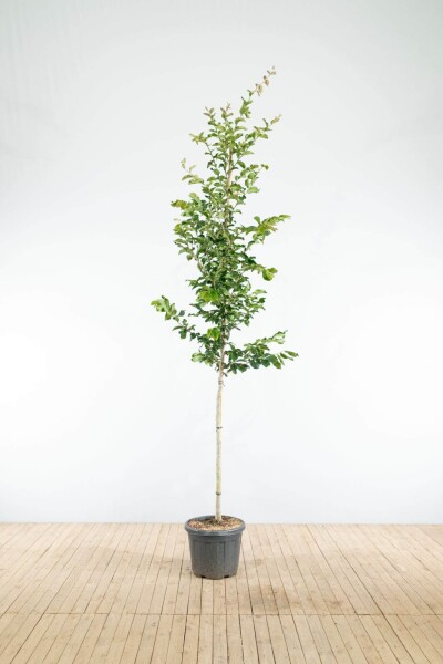 Parrotia persica 'Vanessa' hoogstam 10/12