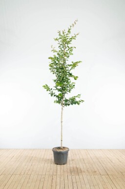 Parrotia persica 'Vanessa' hoogstam 10/12