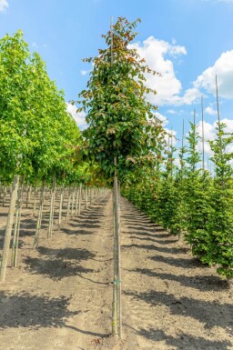 Parrotia persica 'Vanessa' hoogstam 10/12