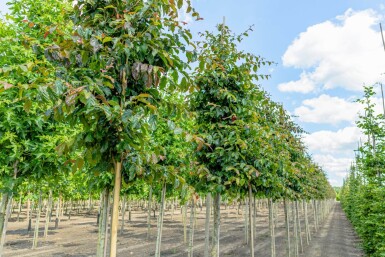 Parrotia persica 'Vanessa' hoogstam 10/12