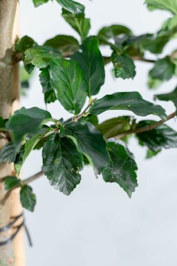 Parrotia persica 'Vanessa' hoogstam 10/12