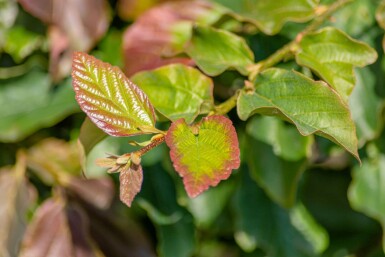 Parrotia persica 'Vanessa' hoogstam 10/12