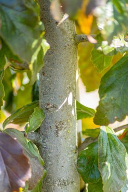 Parrotia persica 'Vanessa' hoogstam 10/12