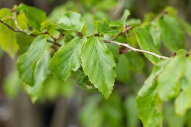 Parrotia persica 'Vanessa' hoogstam 10/12