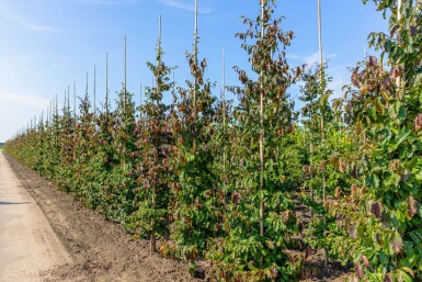 Parrotia persica 'Vanessa' beveerd
