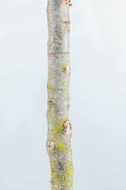 Parrotia persica 'Vanessa' beveerd