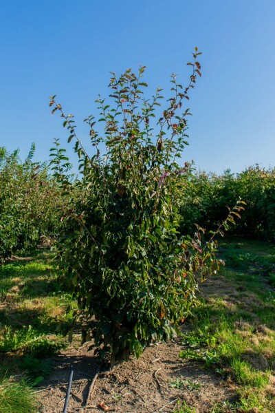 Parrotia persica 'Vanessa' meerstammig 350-400