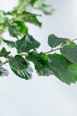 Parrotia persica 'Vanessa' meerstammig 350-400