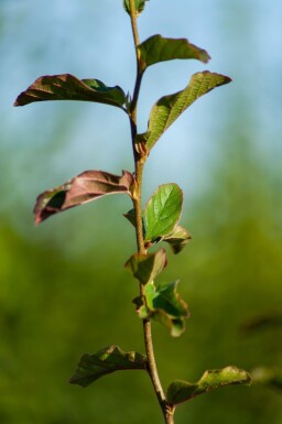 Parrotia persica 'Vanessa' meerstammig 350-400