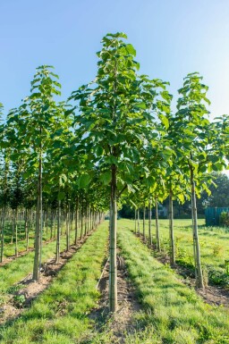 Paulownia fortunei 'FAST BLUE' hoogstam 14/16