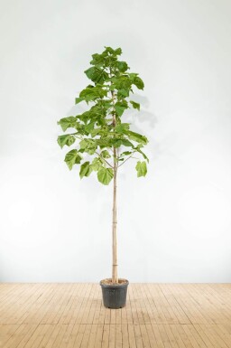 Paulownia tomentosa hoogstam 10/12
