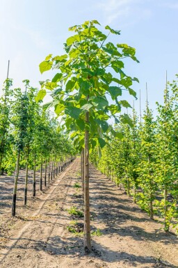 Paulownia tomentosa hoogstam 10/12