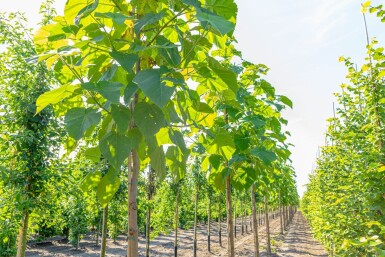 Paulownia tomentosa hoogstam 10/12