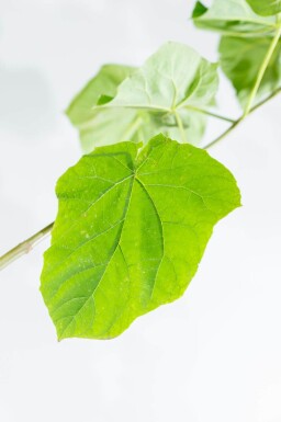 Paulownia tomentosa hoogstam 10/12