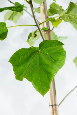 Paulownia tomentosa hoogstam 10/12