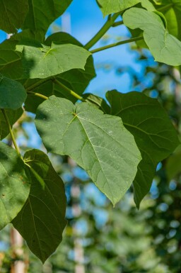 Paulownia tomentosa hoogstam 10/12