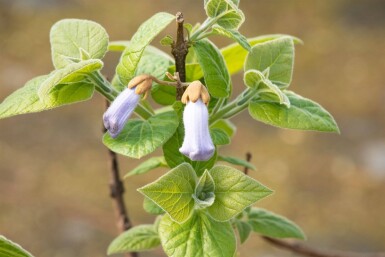 Paulownia tomentosa hoogstam 10/12
