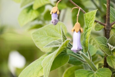 Paulownia tomentosa hoogstam 10/12