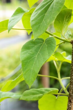 Paulownia tomentosa hoogstam 10/12