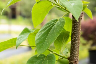 Paulownia tomentosa hoogstam 10/12