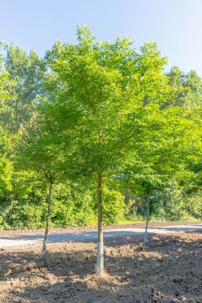 Phellodendron amurense hoogstam 12/14
