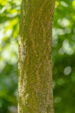 Phellodendron amurense hoogstam 12/14