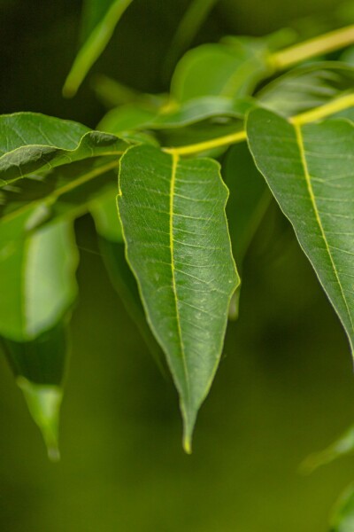 Phellodendron amurense meerstammig 250-300