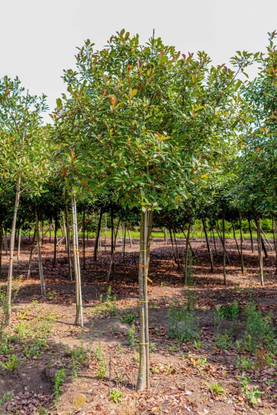 Photinia fraseri 'Red Robin' hoogstam 6/8 180cm stam