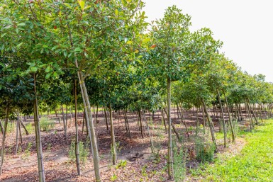 Photinia fraseri 'Red Robin' hoogstam 6/8 180cm stam