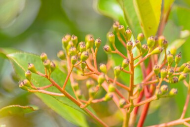 Photinia fraseri 'Red Robin' hoogstam 6/8 180cm stam