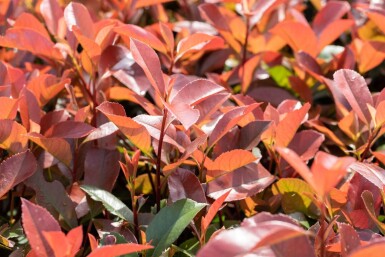 Photinia fraseri 'Red Robin' hoogstam 6/8 180cm stam