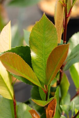 Photinia fraseri 'Red Robin' hoogstam 6/8 180cm stam