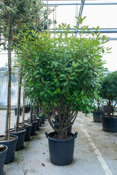 Photinia fraseri 'Red Robin' meerstammig 250-300