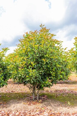 Photinia fraseri 'Red Robin' meerstammig