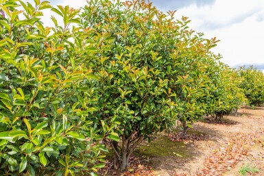 Photinia fraseri 'Red Robin' meerstammig 250-300