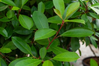 Photinia fraseri 'Red Robin' meerstammig 250-300