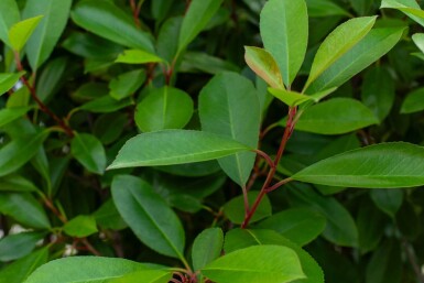 Photinia fraseri 'Red Robin' meerstammig 250-300