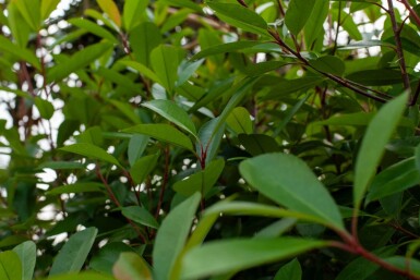 Photinia fraseri 'Red Robin' meerstammig 250-300