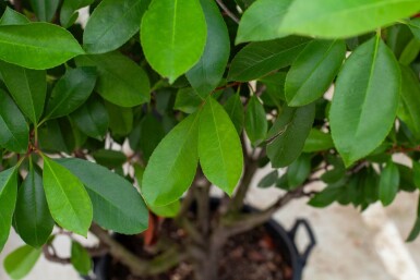 Photinia fraseri 'Red Robin' meerstammig 250-300